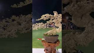 Download Lagu Bonsai Waru ASPAC 17th 2025 Gianyar Bali ||By. Mr. Chenanx Art  #aspac2025 MP3