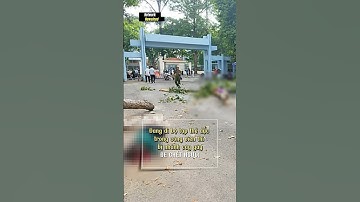 Nhánh cây gãy đổ vào nhóm người đi bộ tập thể dục trong công viên Tao Đàn khiến 5 người thương vong