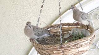 Baby mourning doves almost ready to leave their nest