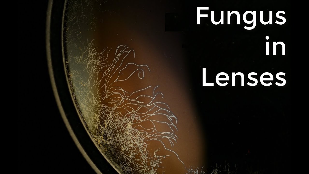 Lens Fungus Another view YouTube