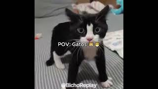 Pov Gatos Parte 18