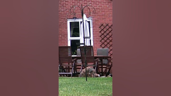 Magpie likes to lead a dangerious life with a fox. #foxcam #foxes #foxnews #magpie #birds #birdfun