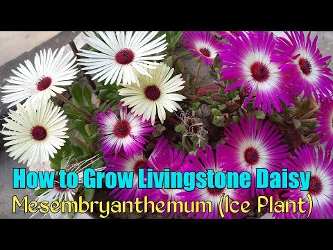 Video: Hva er mesembryanthemum – lær om mesembryanthemum plantepleie