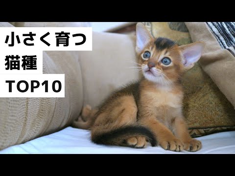 【おすすめ】大きくならない猫種ランキング ○○ショートヘア・アビ○○アン