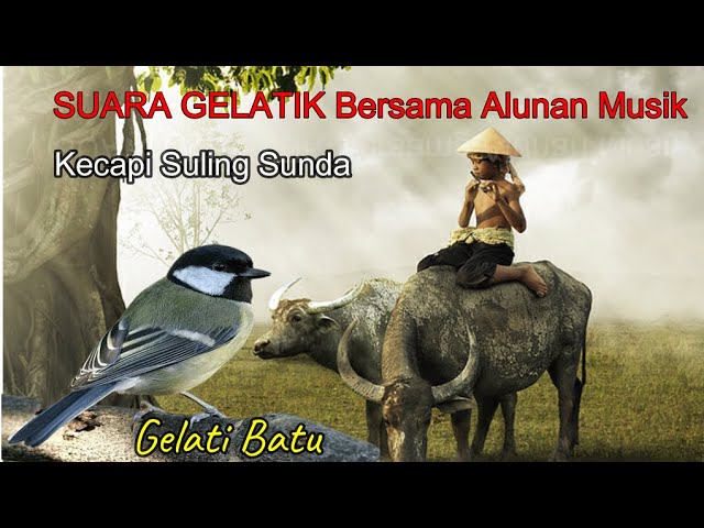 SUARA BURUNG GELATIK BATU DIIRINGI ALUNAN KECAPI SULING SUNDA I sahabat manaki burung class=