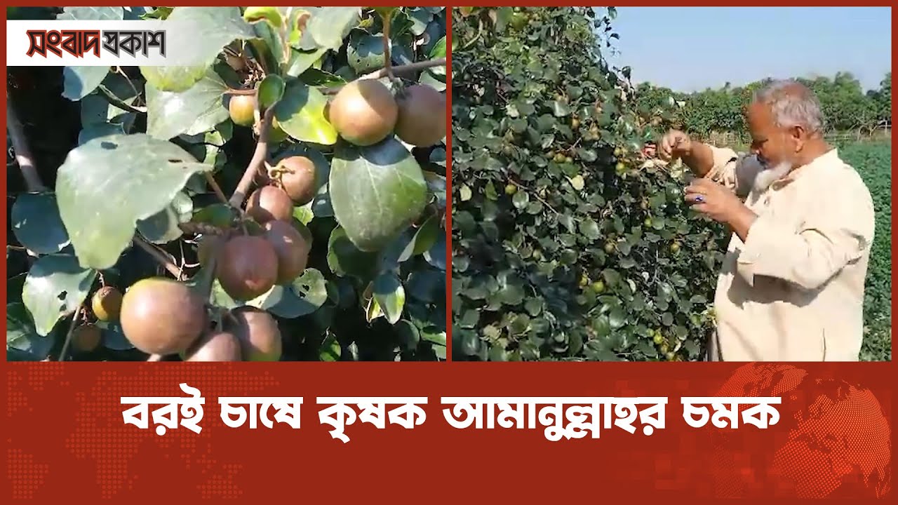 বরই চাষে কৃষক আমানুল্লাহর চমক | Boroi | Jujube | Apple Ber | Kul Boroi | Business News