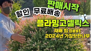 (할인무료배송) 24년 가장핫한 플라밍고셀릭스 재배법팁 best 삼색버드나무 화이트핑크셀릭스