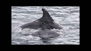 Adopt a Dolphin August Update 2023 | Whale and Dolphin Conservation