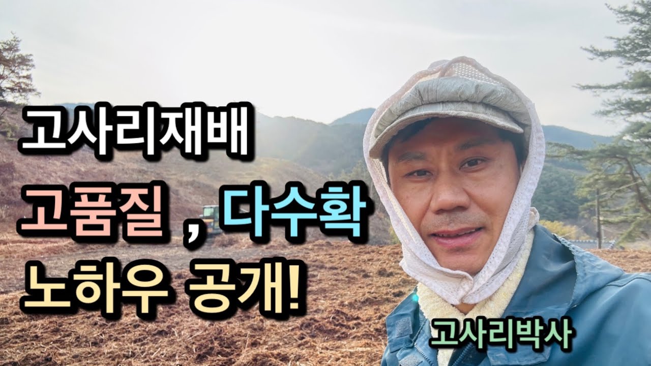 고사리재배 키포인트 | 고품질, 다수확하는 방법은? | 풀 없는 고사리밭