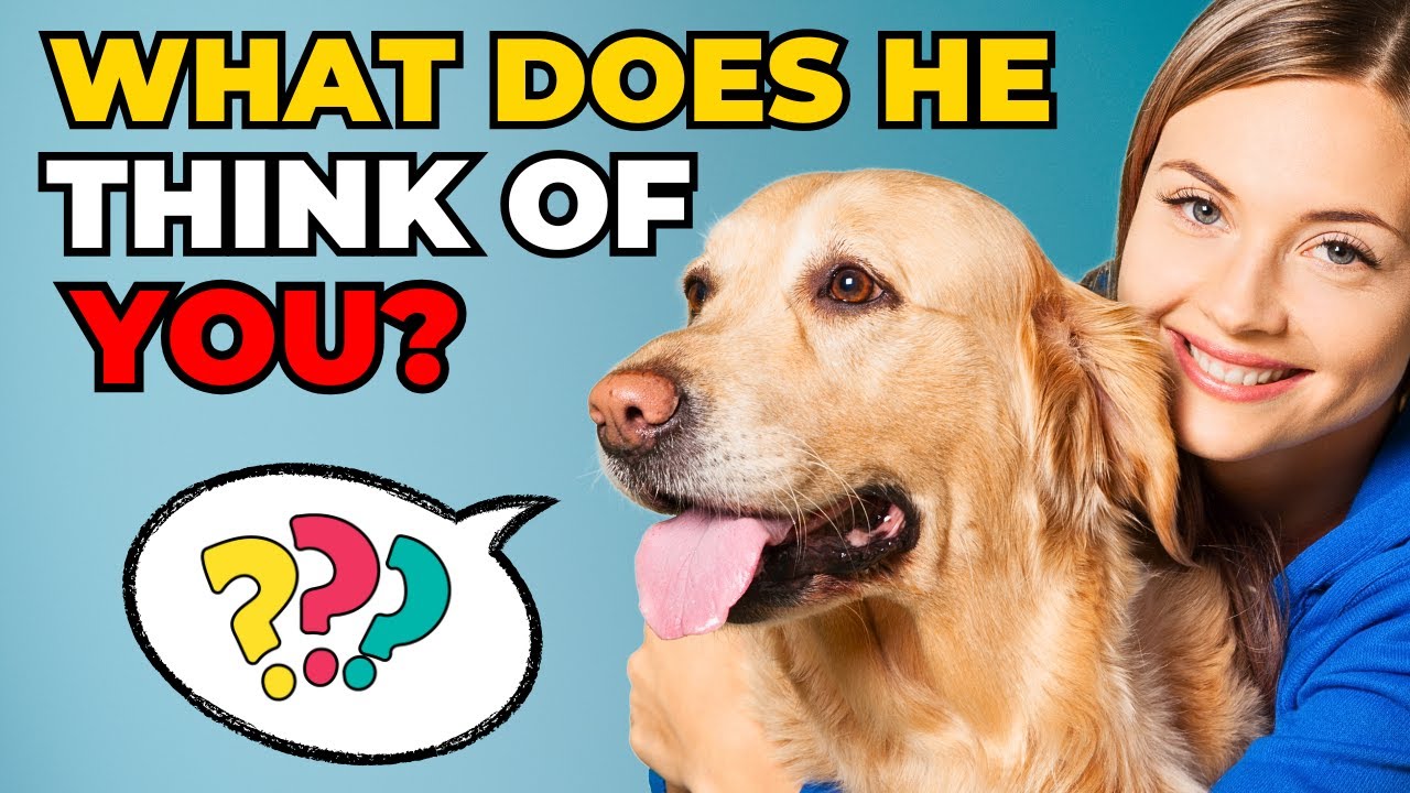 What Do Dogs Really Think of Humans? The Answer Will Surprise You!