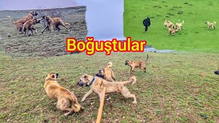 SÜRÜLER YAN YANA GELİNCE ORTALIK SAVAŞ ALANINA DÖNDÜ ~9 KÖPEK BİRBİRİNE GİRDİ