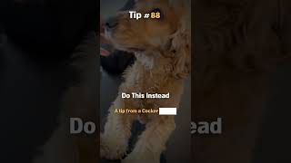 88/100 Tips For Dog Owners From a Cocker Spaniel #cockerspaniel #dogtips #lifeasacockerspaniel