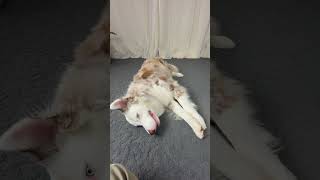 Bliss takes the trick ‘Play Dead’ very seriously