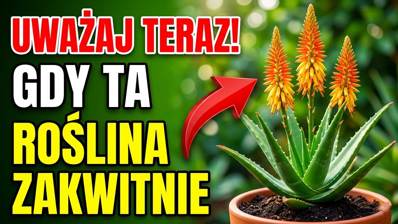SEKRET ukryty przez wieki: dlaczego naprawd kwitnie Aloe Vera
