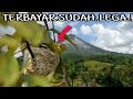 PERJUANGAN DEMI MELIHAT ISI SARANG BURUNG CIPOH/SIRTU #aryachannel