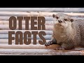 Otter facts cuter than you think