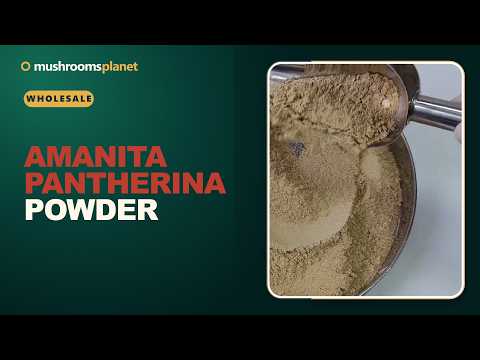 Ground panther fly agaric video review