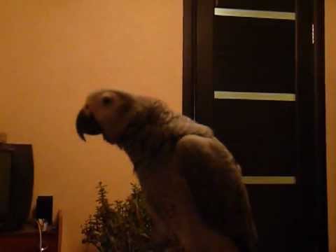 Жако Кима. Сейчас получишь.