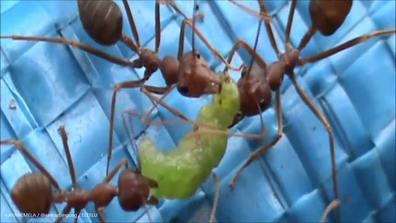 Lucu Banget - Semut Rangrang Berkelahi Dan Berebut Makanan Lucu Banget - Semut Rangrang Berkelahi Dan Berebut Makanan