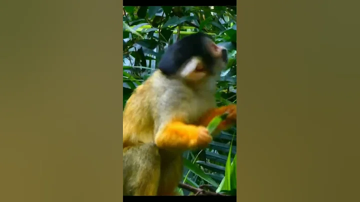 squirrel monkey Most Intelligent Creature of South America #short - DayDayNews