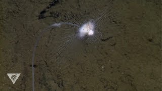 Deepsea sponges with a killer appetite