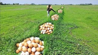 WOW! a female fisherman pick a lot of duck eggs in the grass in the fields