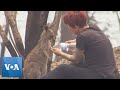 Woman Pours Water on Burned Hands of Kangaroo in Australia Wildfire