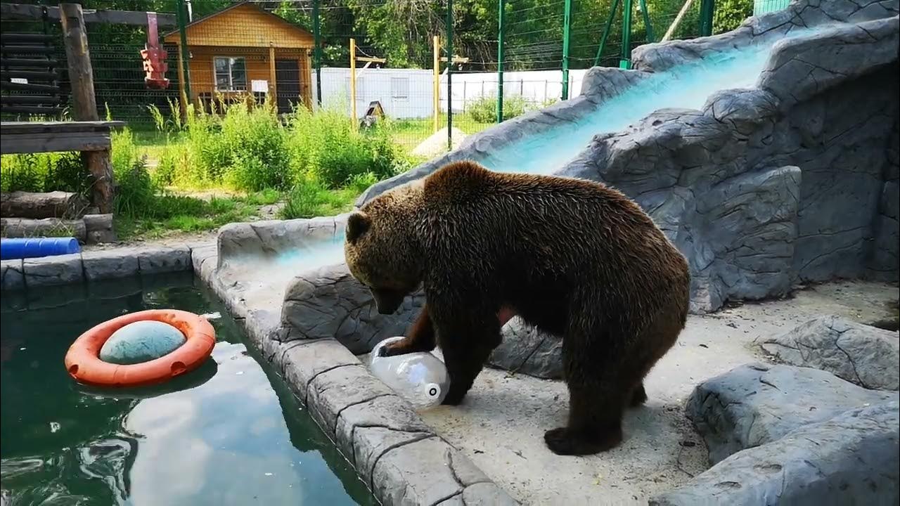 Развлечения медведей. Медведи в Ивановском районе. Энергетик с медвежьей лапой.