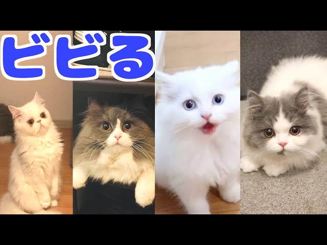 台風が直撃した時の猫たちの反応が様々で面白い！笑