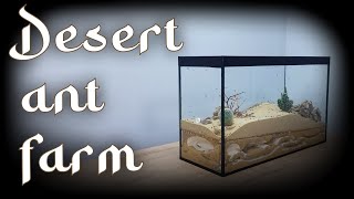 DESERT IN A TERRARIUM. HOW WE CREATED A UNIQUE FORMICARIUM FOR ANTS