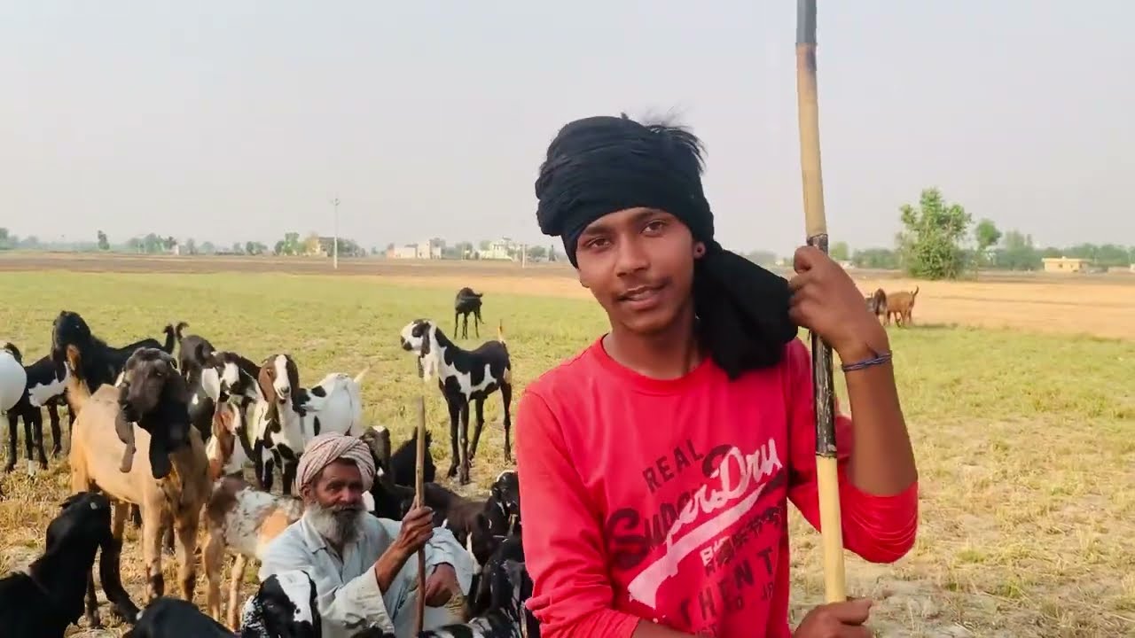ਬਹੁਤ ਤੇਜ ਆ ਮੁੰਡਾ 🤔🤭#trending #viralvideo #popular #goat #farmanimals