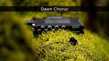 Field recording adventures - Recording the dawn chorus