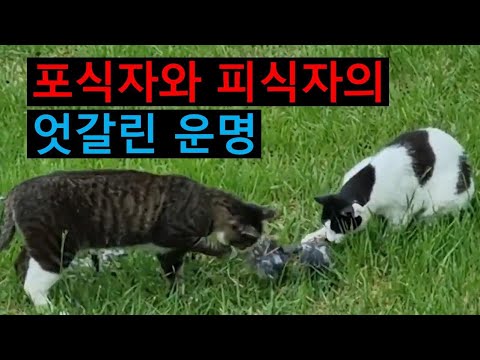 포식자와 피식자의 엇갈린 운명