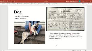 Dog 4hOnline Animal ID Tutorial