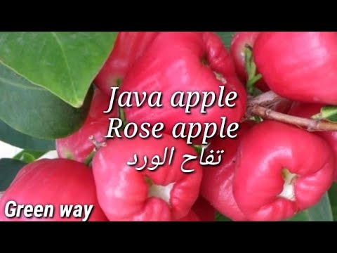 تفاح الورد من اجمل اشجار الزينة والفاكهة  الزراعة وطرق العناية فواكه غريبة 3