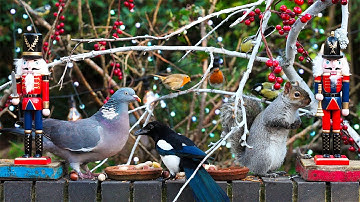Kattenfilmpjes voor katten 🎄 Vogels en eekhoorns eten met de notenkrakers 🎄 Vogels voor katten HDR
