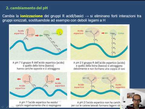 Video: Differenza Tra Denaturazione E Rinaturazione Delle Proteine