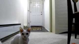 Short GoPro Hero4 test video of a jumping Devon Rex by Miette Rex 1,298 views 9 years ago 1 minute, 4 seconds