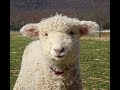 Happy sheep