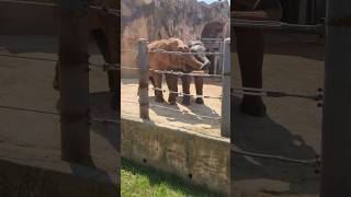 코끼리 콧바람 숨소리 서울 어린이대공원 동물원 #shorts