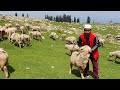 Kashmiri sheep vlog  kashmir tour