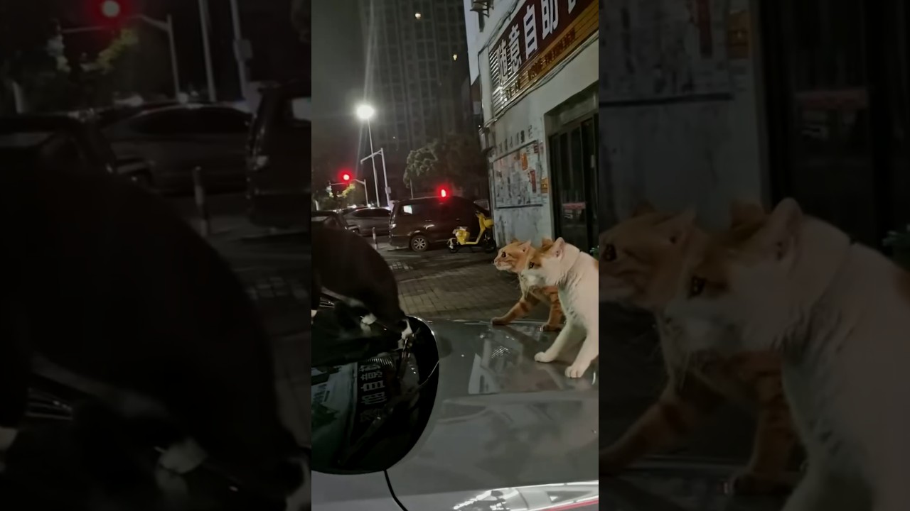 Black Cat Slides Off Windshield Onto Waiting Rivals