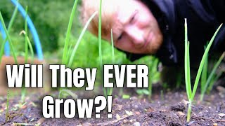 These Plants NEED To Get A Move On! | Allotment Gardening For Beginners