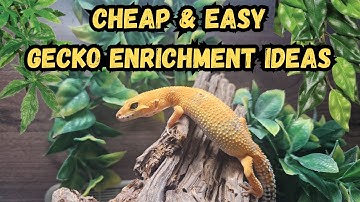 5 Cheap Ways to Entertain Your Leopard Gecko (Enrichment Ideas That Work)