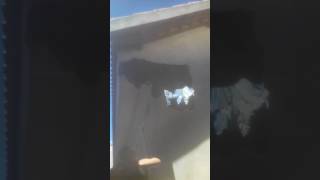 Menina Arrasa Dançando Funk