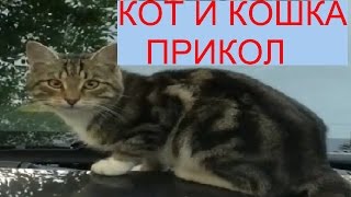 Кот И Кошка Прикол 2