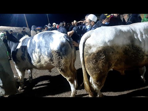 اليوم من سوق الأسبوعي جمعة كيسر إقليم سطات نقدم لكم أتمنة الماشية بتاريخ 8 1 2021