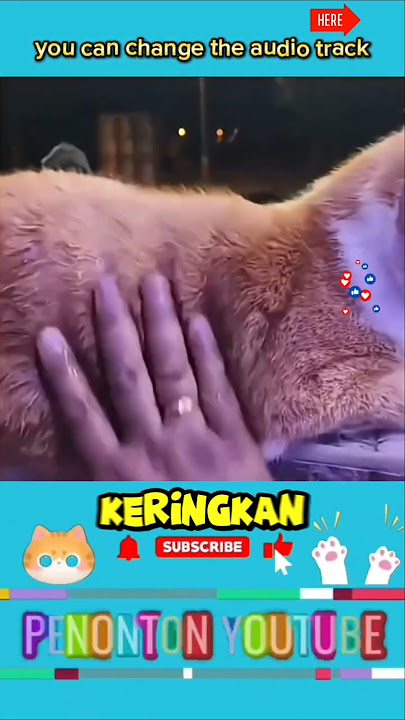 lucu banget, guys‼️kucing ini dijadikan handuk alami ketika tidak ada tisu 😂
