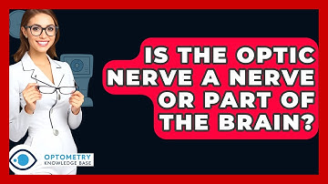Is The Optic Nerve A Nerve Or Part Of The Brain? - Optometry Knowledge Base