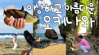 【오키나와5🏖️】동굴을 통과했더니 말도 안되는 광경이 펼쳐졌다! 아무도 모르는 오키나와 동굴 (비세후쿠기, 성게 파티, 스크류파인, 빅익스프레스, 프라이빗비치, 시샤)
